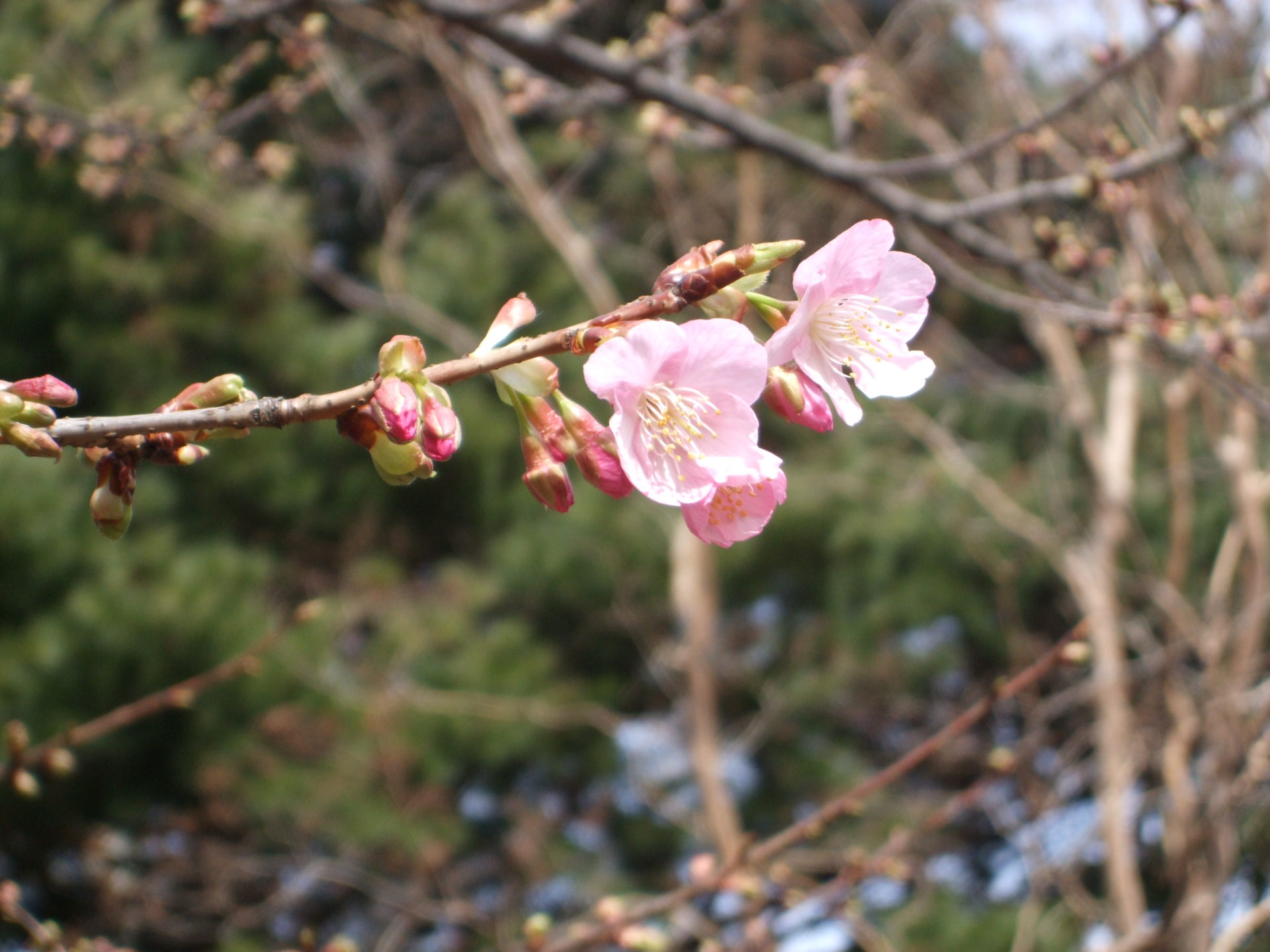 河津桜の開花