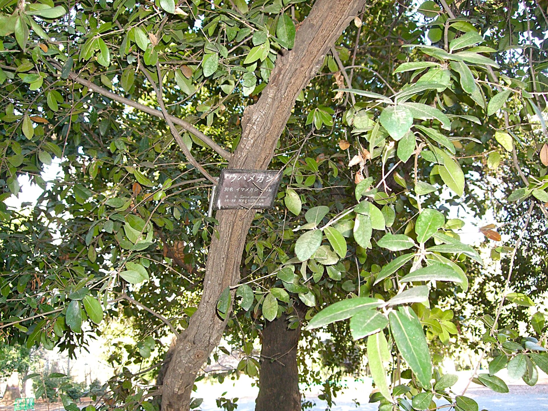 令和八年　年初め