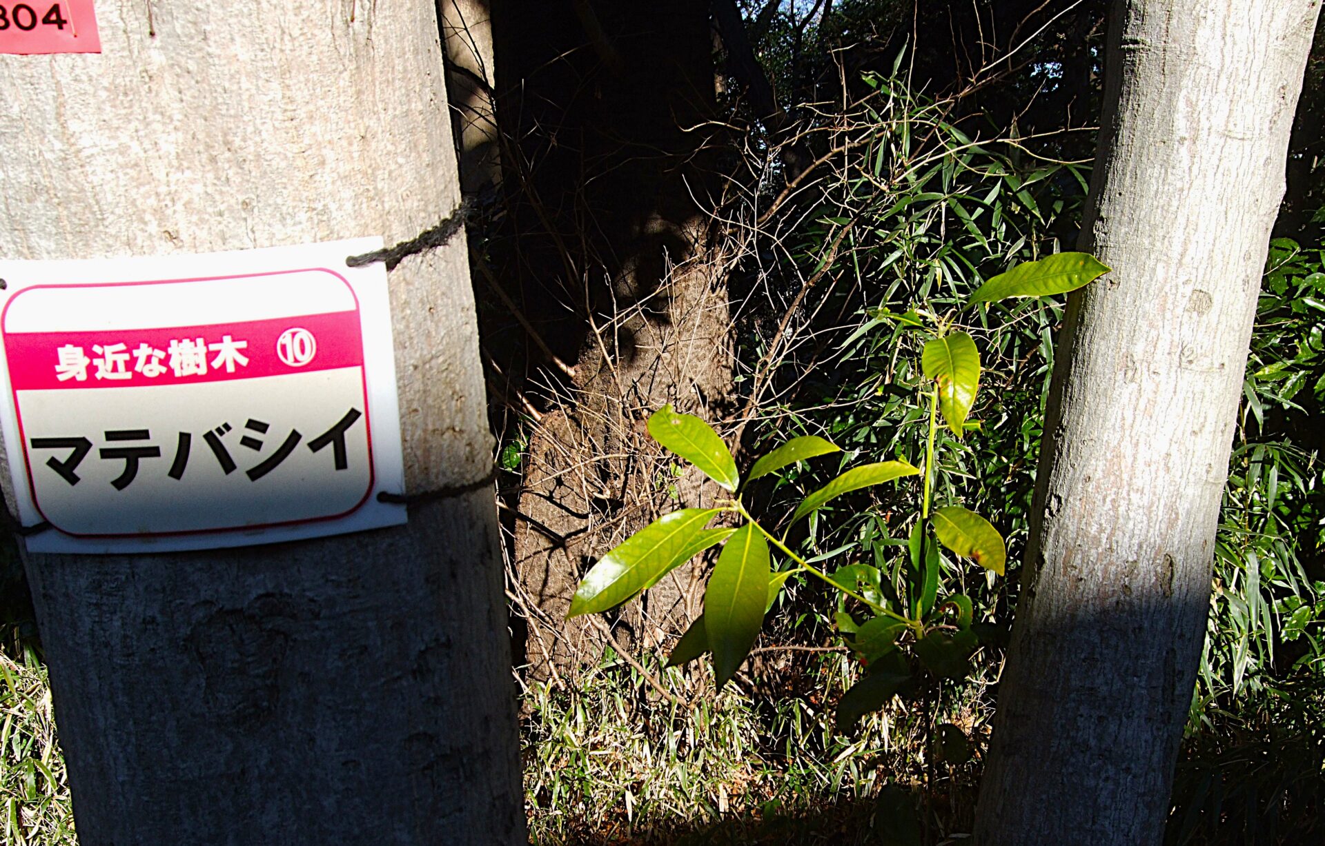 令和八年　年初め