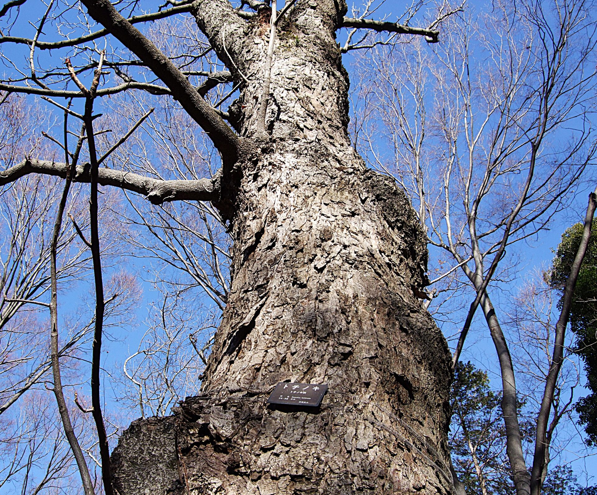令和八年　年初め